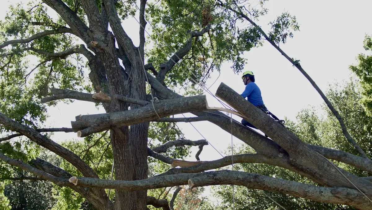 Professional Crown Thinning performed by certified arborists in Big Flat