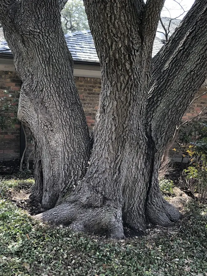 Mature heritage tree close to a Big Flat property cared for by certified arborists