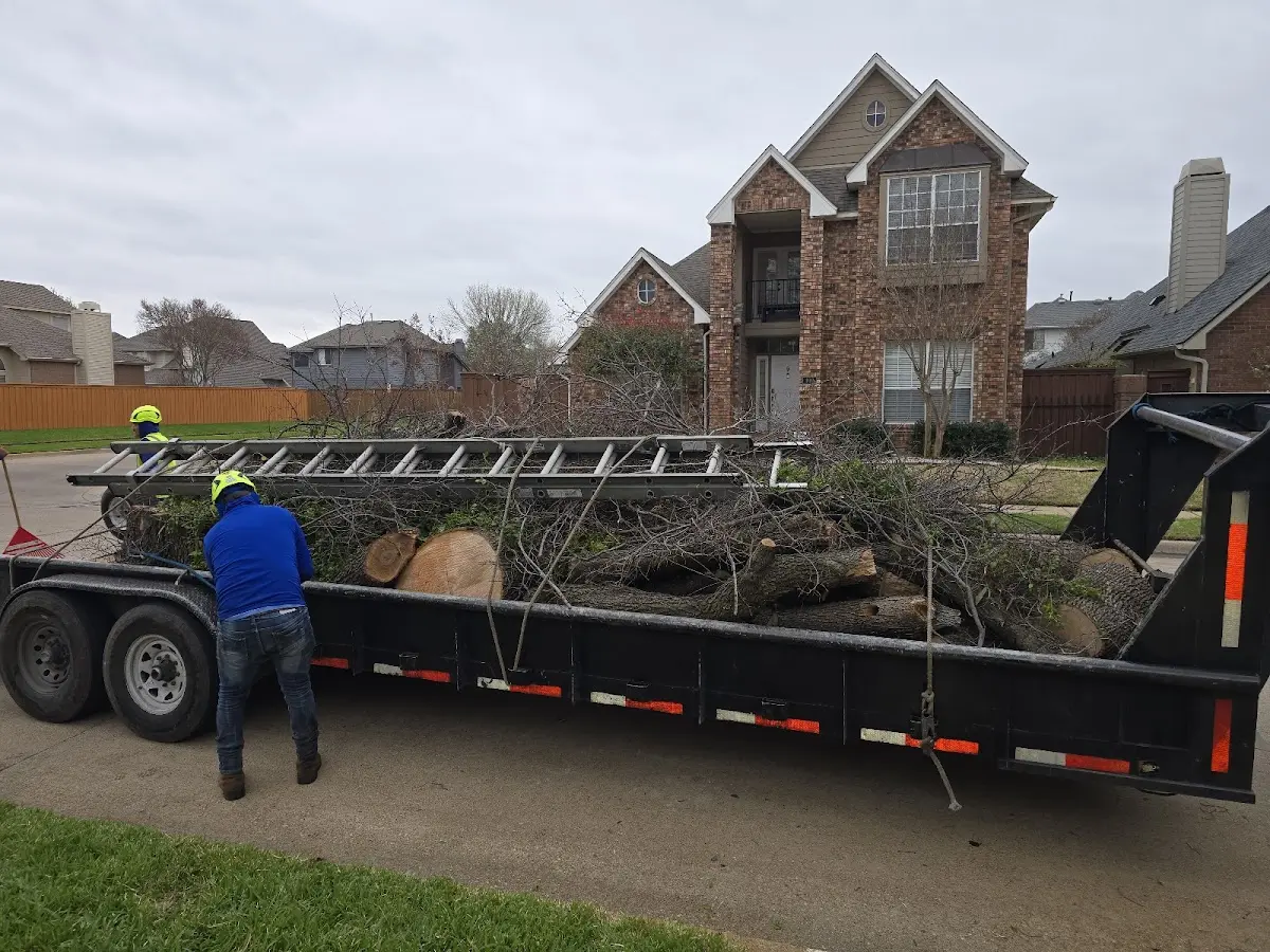 Expert Tree Removal with proper safety equipment in Big Flat